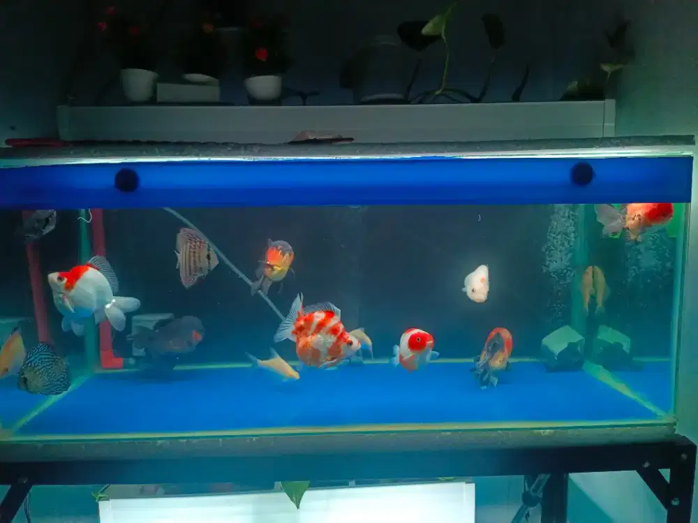 Dijual ikan koki