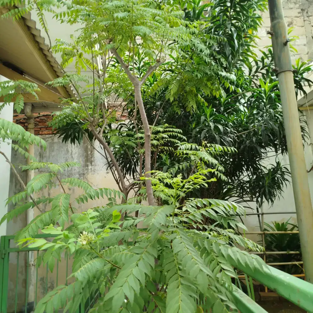 Pohon Daun Kari Curry Tinggi 2,5meter 3meter