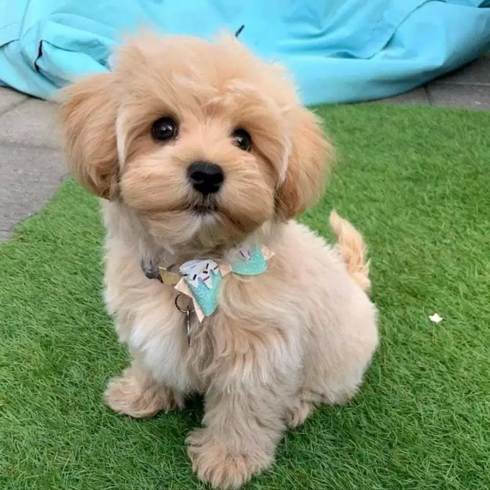 ANABUL MALTESE MIX POODLE