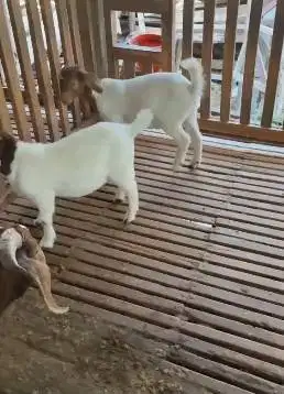 sepasang bakalan kambing boer 5 bulanan F5 1 jantan 1 betina unggulan