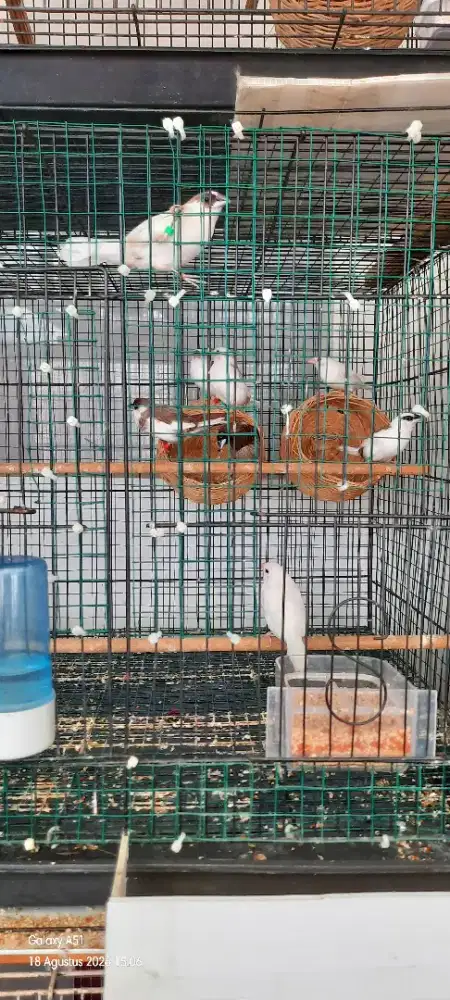 Burung Emprit Jepang