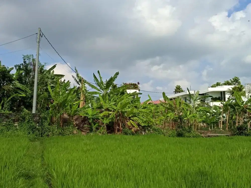 TANAH PREMIUM VIEW SAWAH – TUMBAK BAYUH, PERERENAN