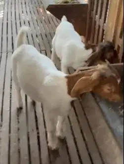 sepasang bakalan kambing boer F5 5 bulanan 1 jantan 1 betina unggulan