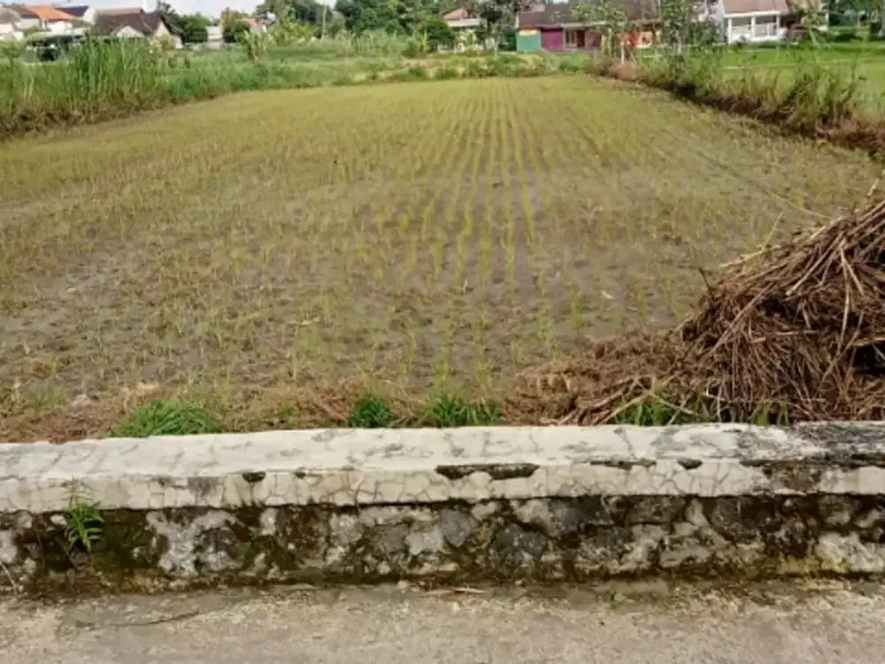 Dijual sawah di manisrenggo zona kuning deket jalan raya