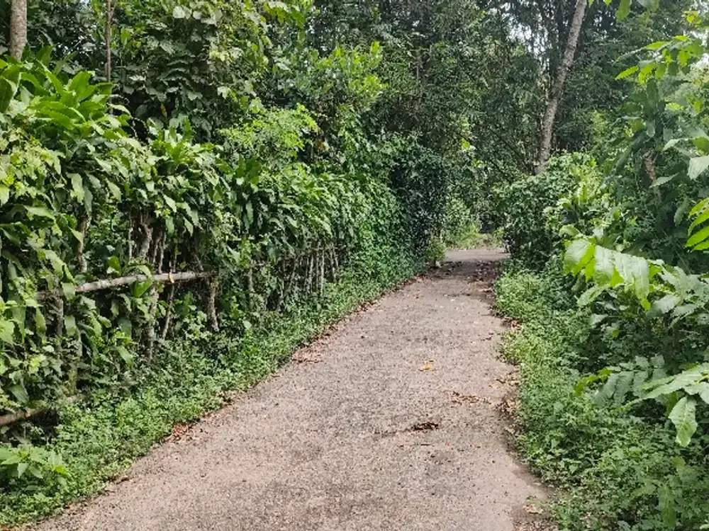 Dijual tanah pekarangan di prambanan randu sari murah