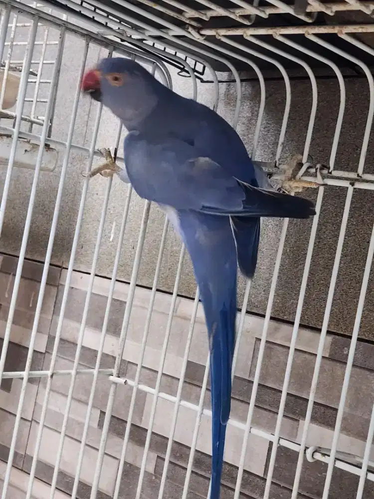 Irn Indian Ringneck Violet betina mapan