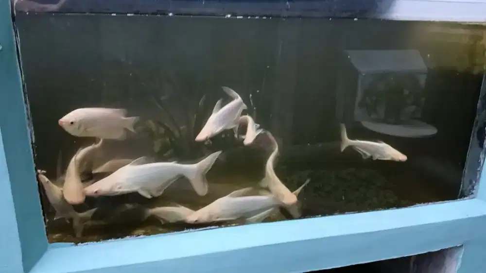 Jual ikan patin hias albino ukuran panjang 30cm
