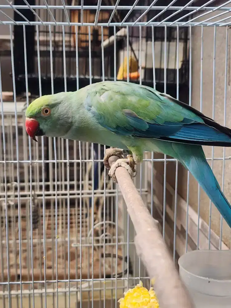 Irn Indian ringneck blue turqoise betina