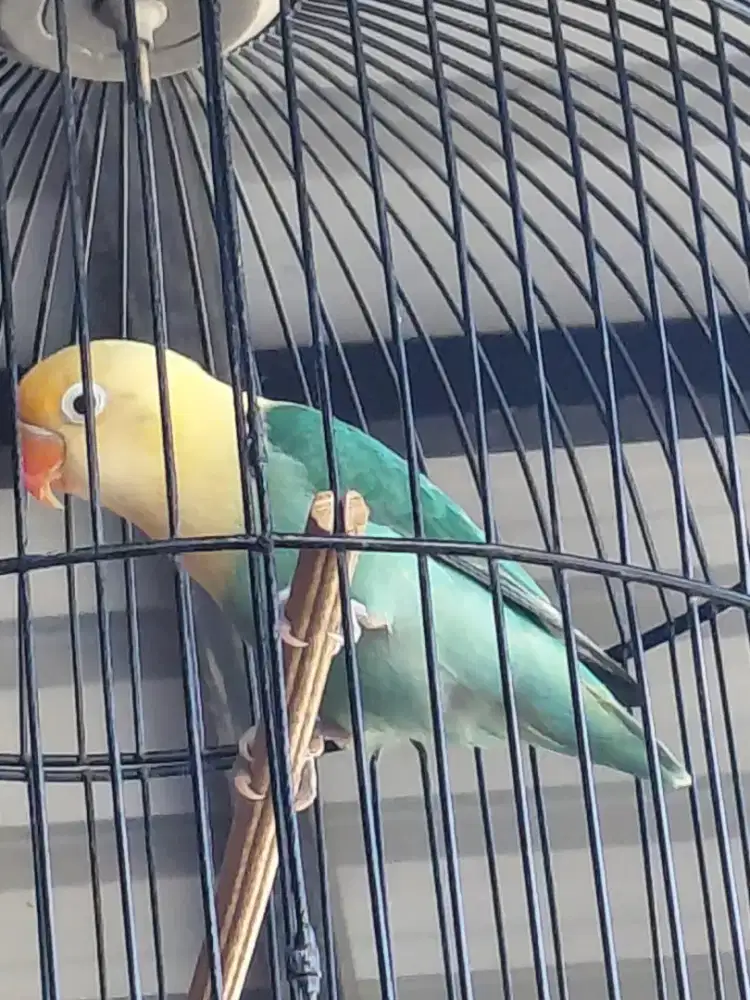 Jual cepat burung pb kwing
