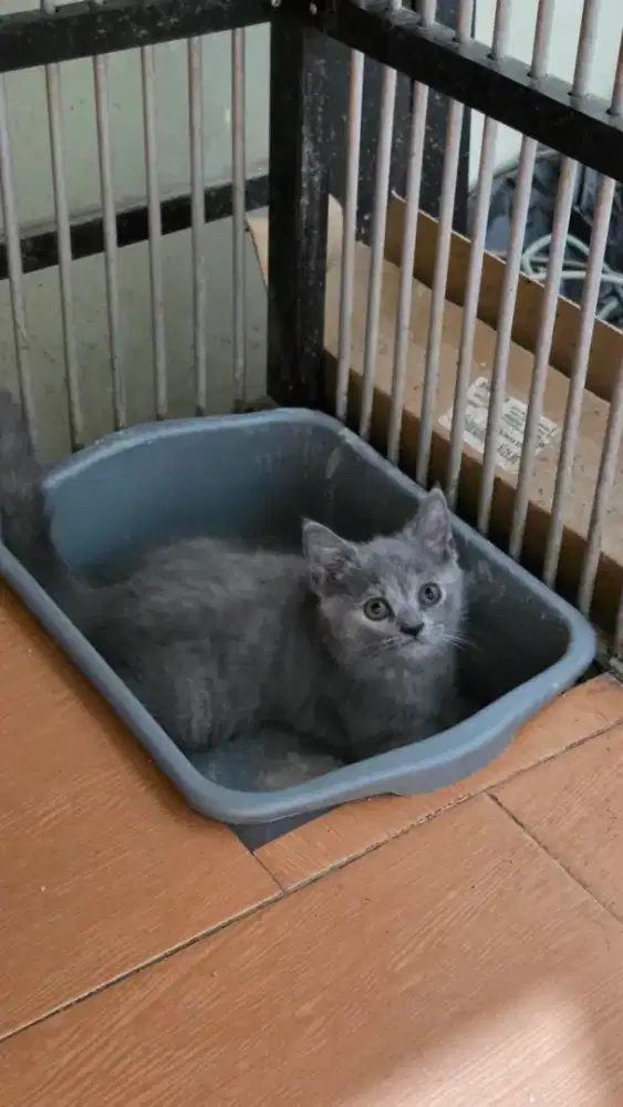 Kucing BSH x Munchkin