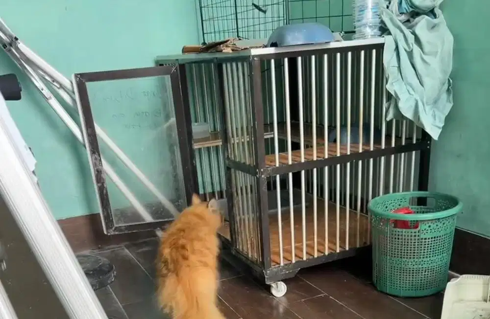 Kandang kucing minumalis