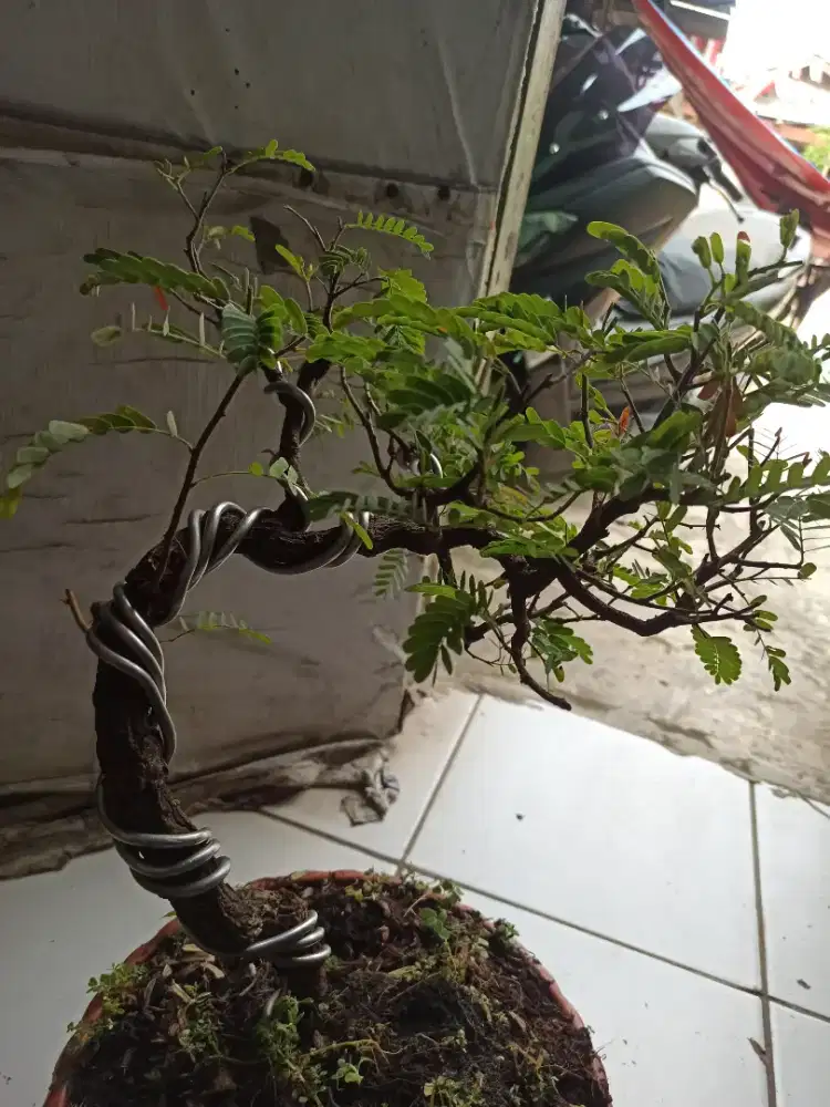 Pohon asem meliuk murmer