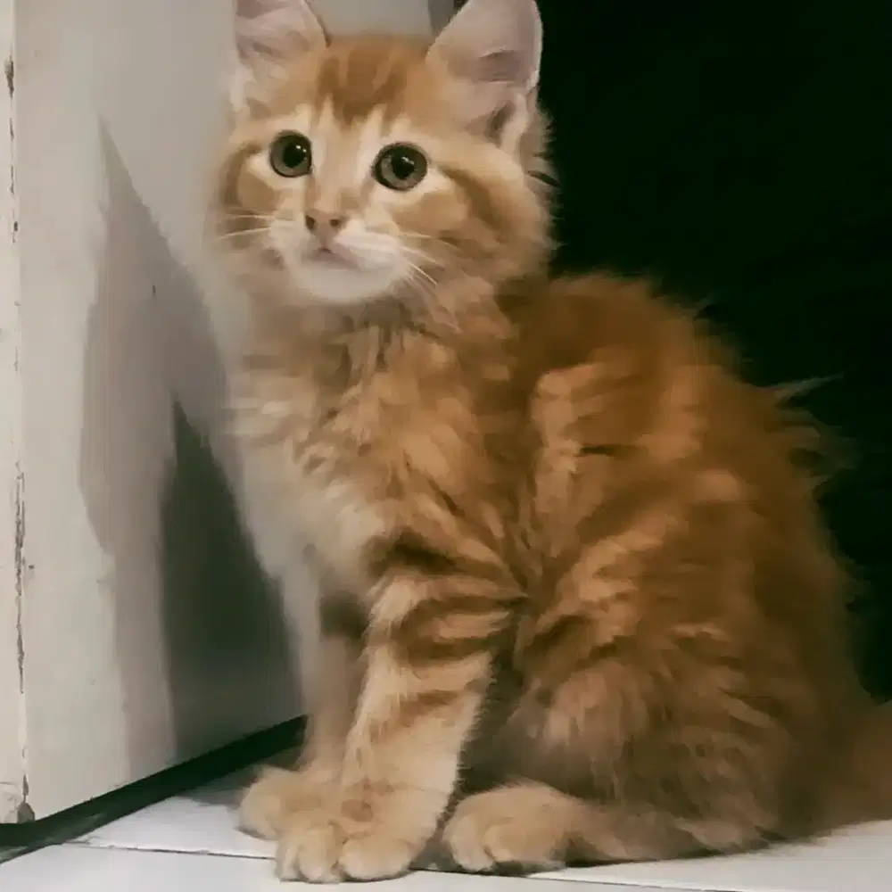 Kitten Mainecoon 2.5 bulan