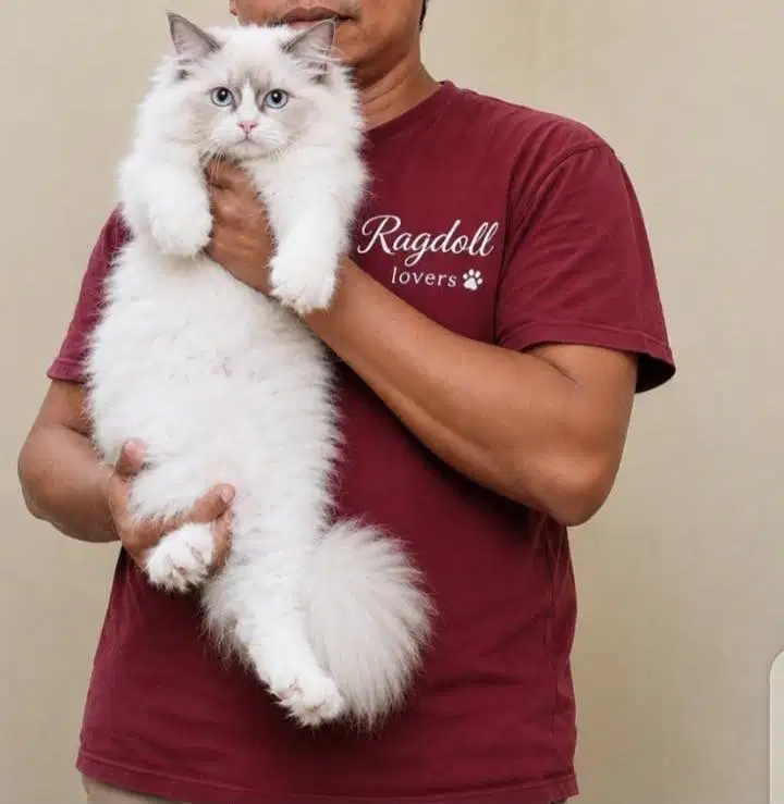 Ragdoll 4 bulan