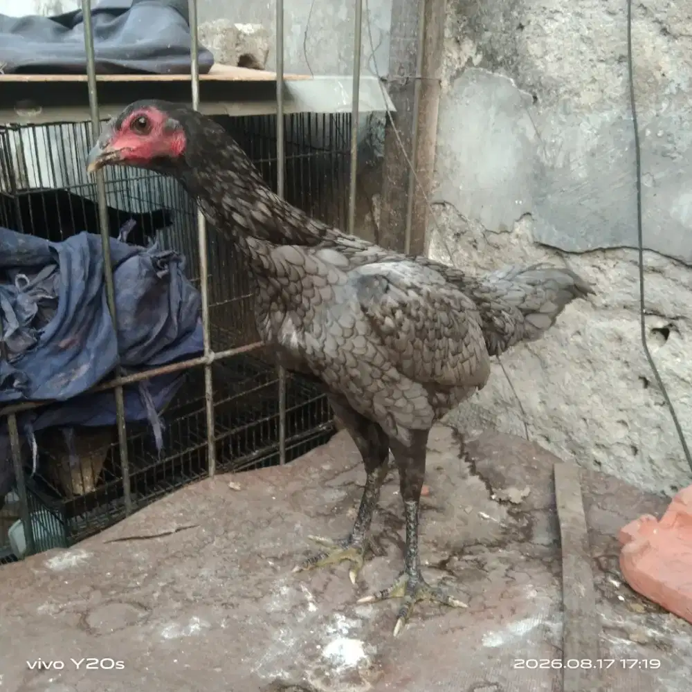 ayam bangkok kelabu