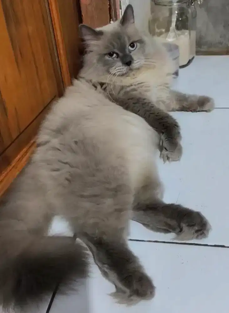 Kucing HimaLaya Lucu 2 thn jantan jago kawin