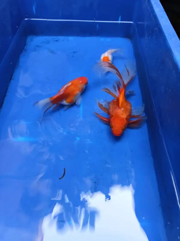 Borongan Ikan tamasaba