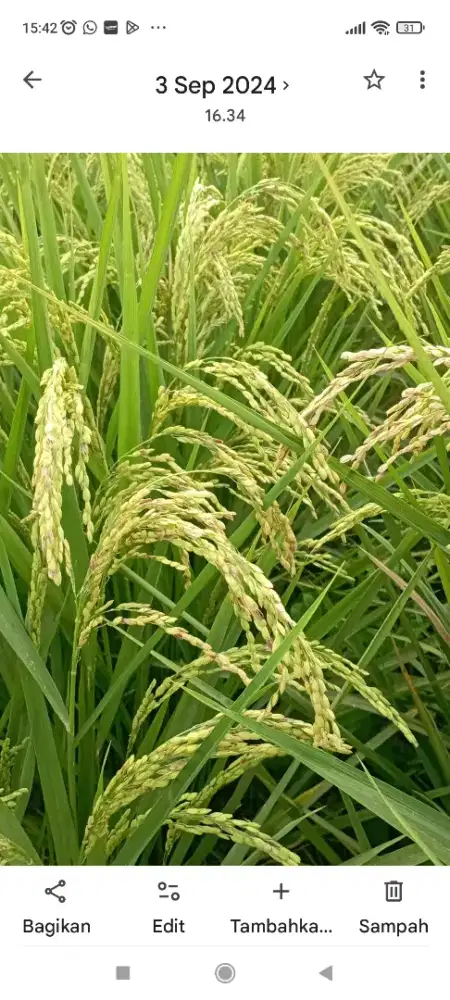 Sawah Strategis masuk mobil zona kuning