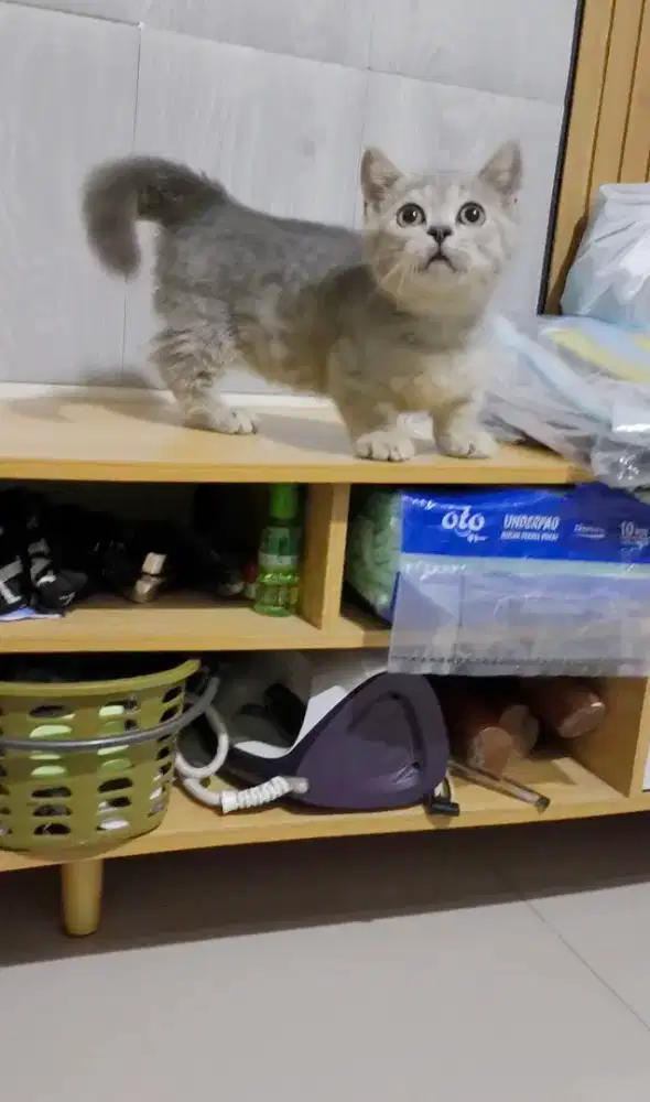 Munchkin jantan bsh