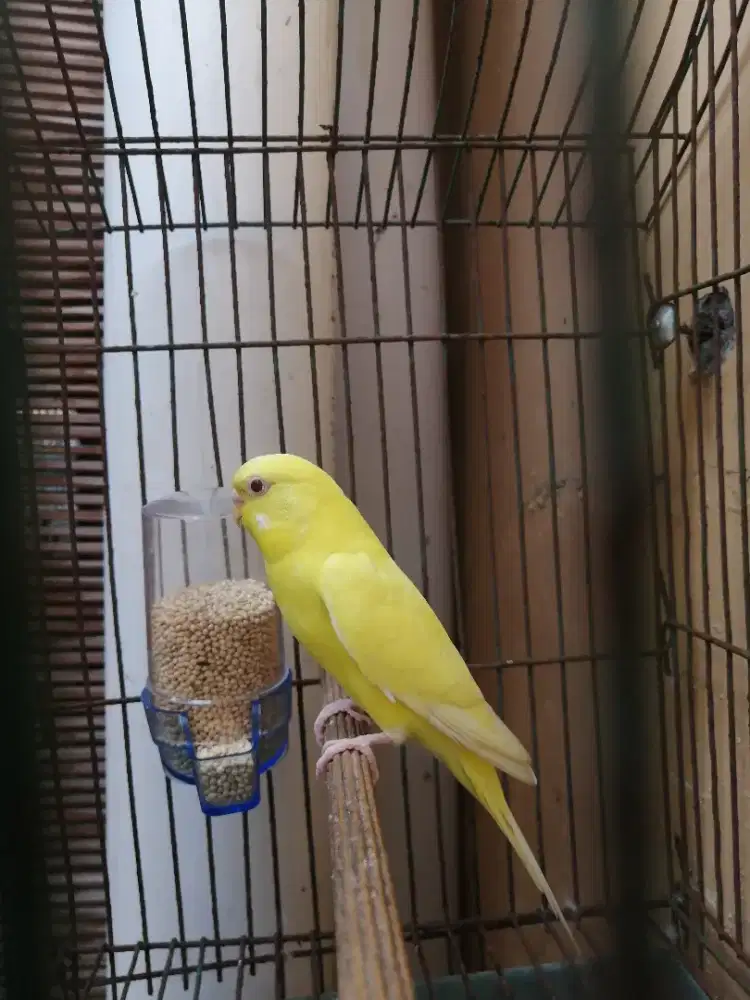Burung parkit lutino mata merah