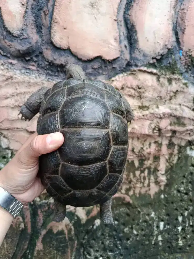 Aldabra Jakarta (20 cm)