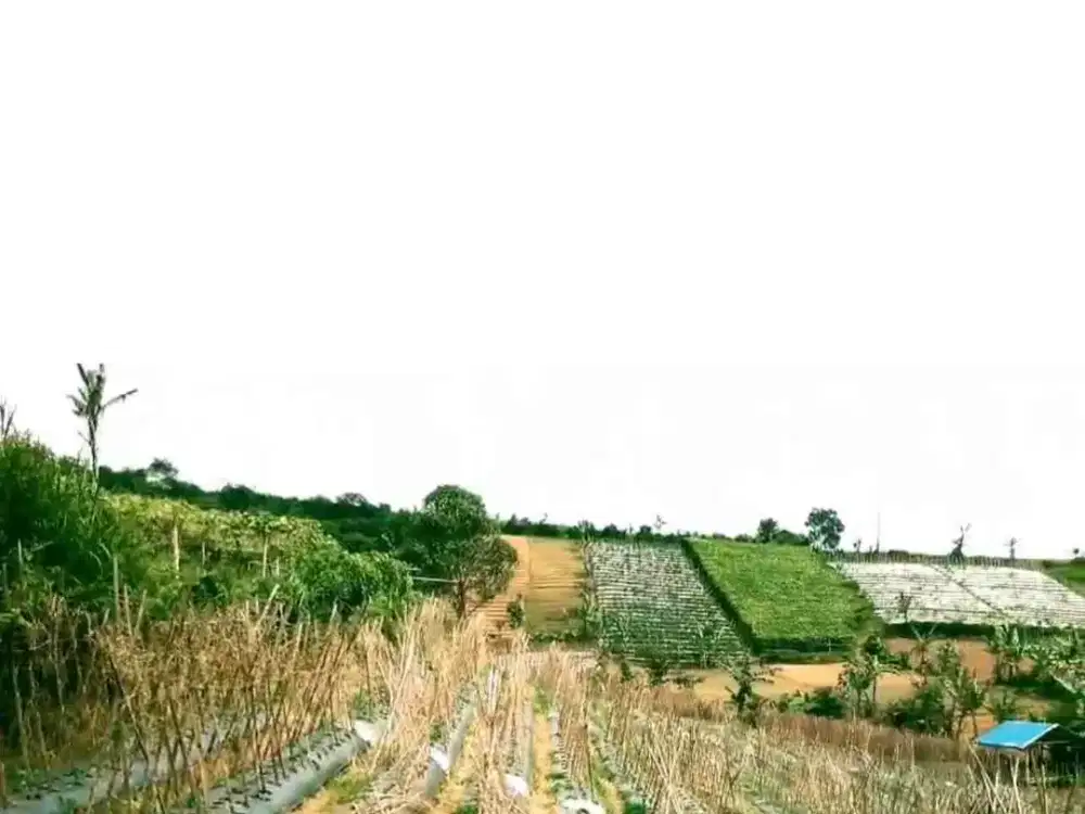 Dijual kebun cabe dan sayuran