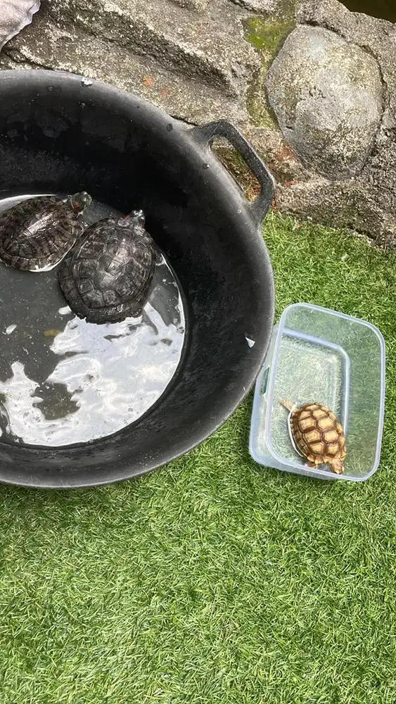 sulcata turtle baby