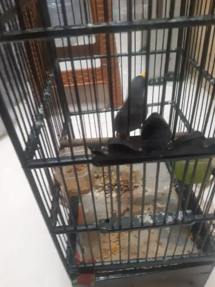 Jul burung jalak riyo2 gacor bkh
