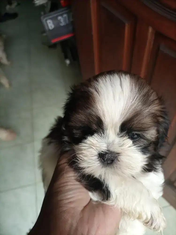 Anjing Shitzu Jantan