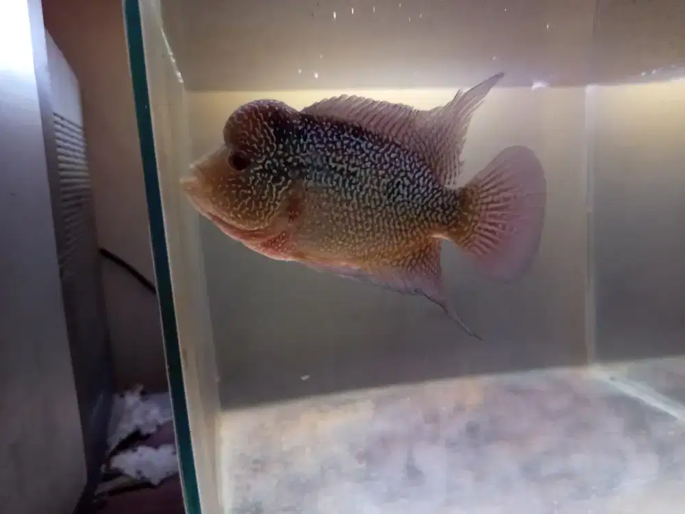 IKAN LOUHAN MURAH