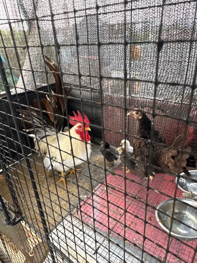 Di jual Ayam kate sepasang