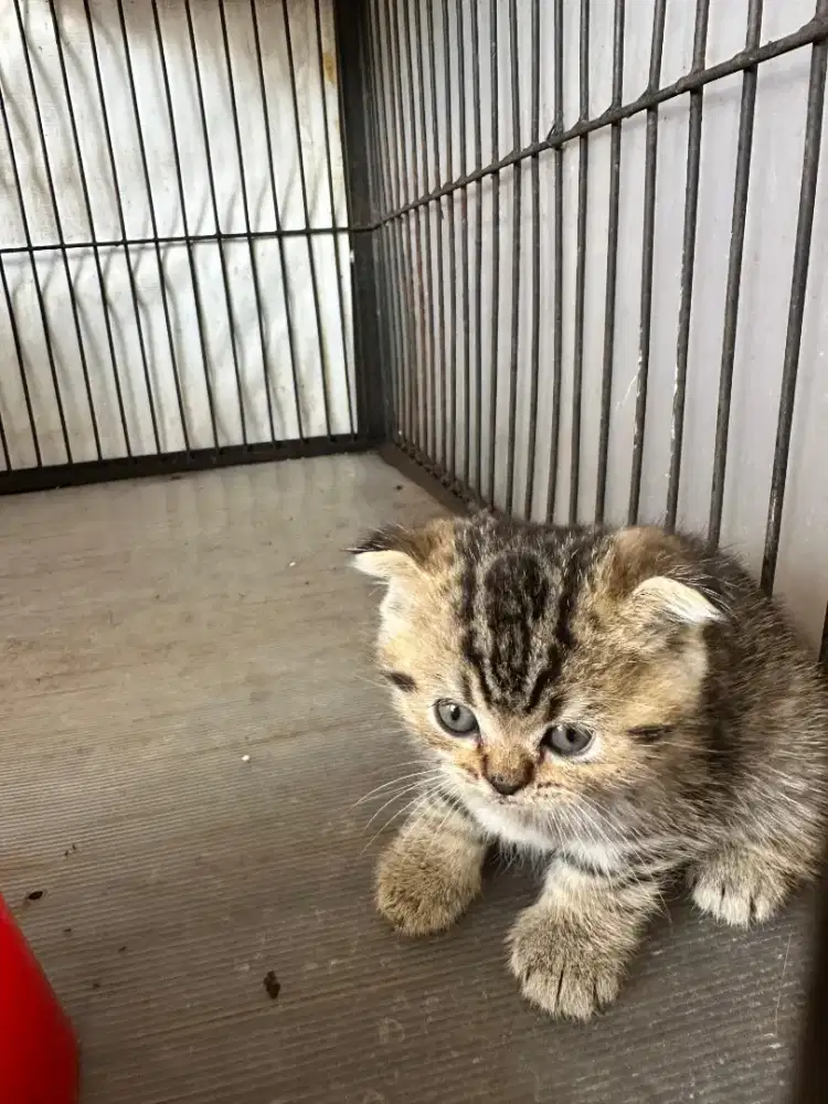 Kitten Scotish fold