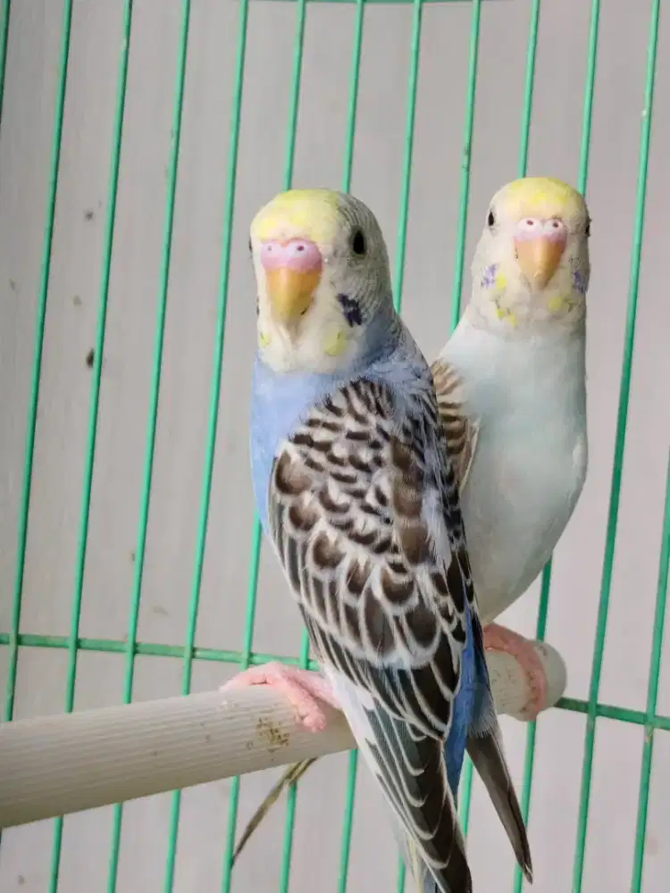 Burung parkit mutasi