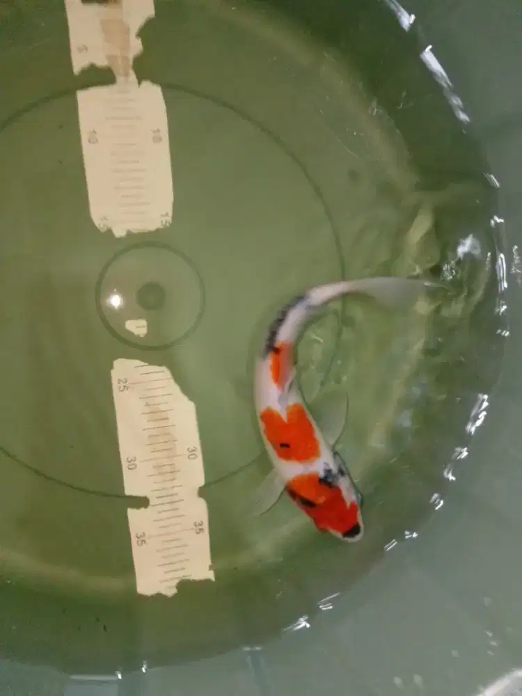 Ikan koi jenis Showa 27cm murmer bagus