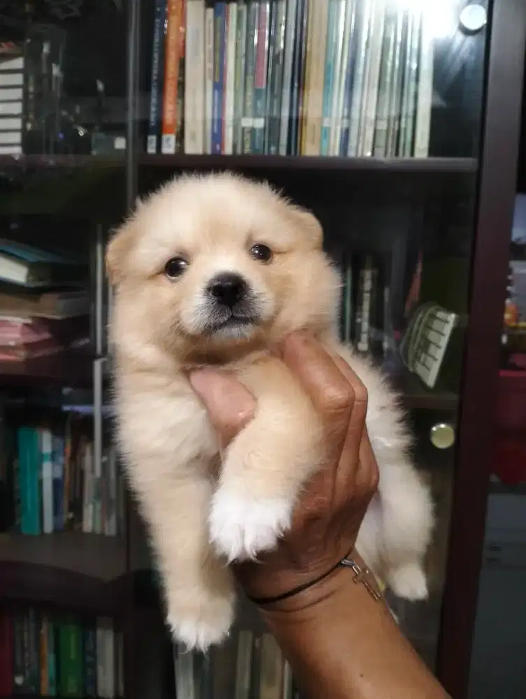 Minipom Pomeranian jantan