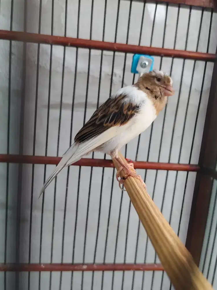 Kenari paud jantan