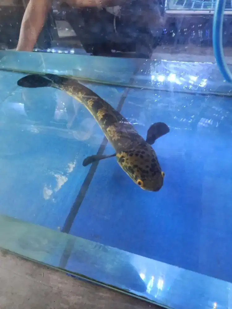 Chana Maru YS 60cm