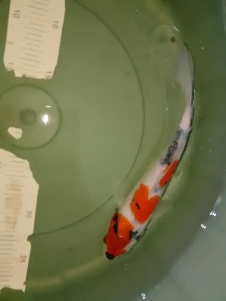 Ikan koi jenis Showa 27cm