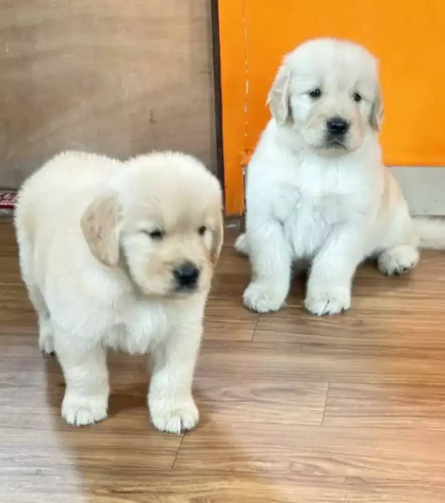 ANABUL GOLDEN RETRIEFER
