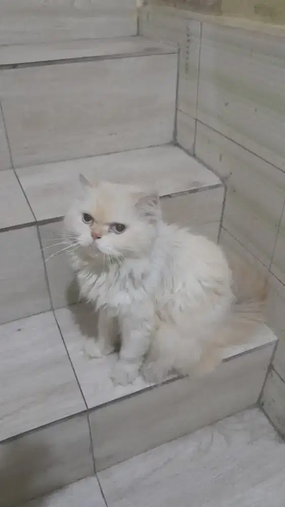 Kucing persia jantan
