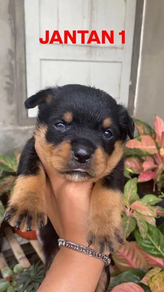 GERCEPIN ROTWEILLER MURMER