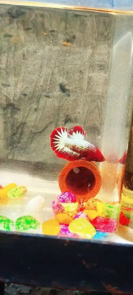 Ikan cupang plakat fccp
