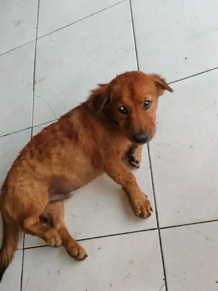 Anak anjing gemuk lucuu
