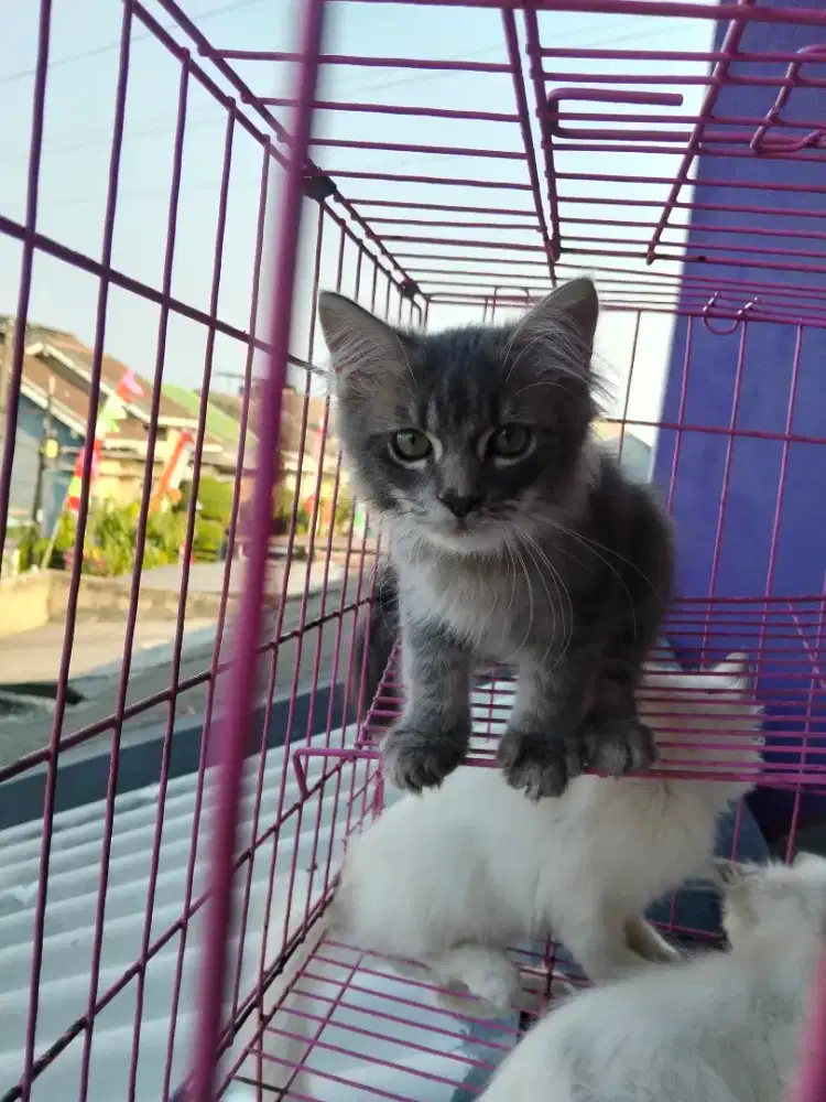 KITTEN ANAKAN PERSIA X SIAM