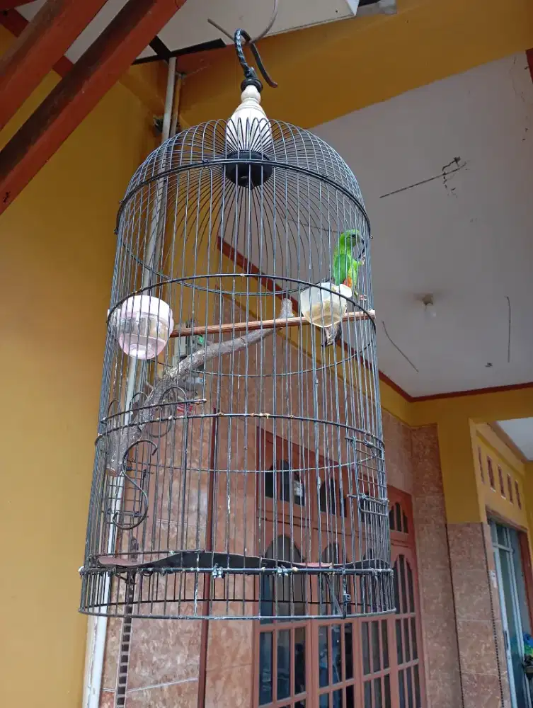 Burung cantik dan manis