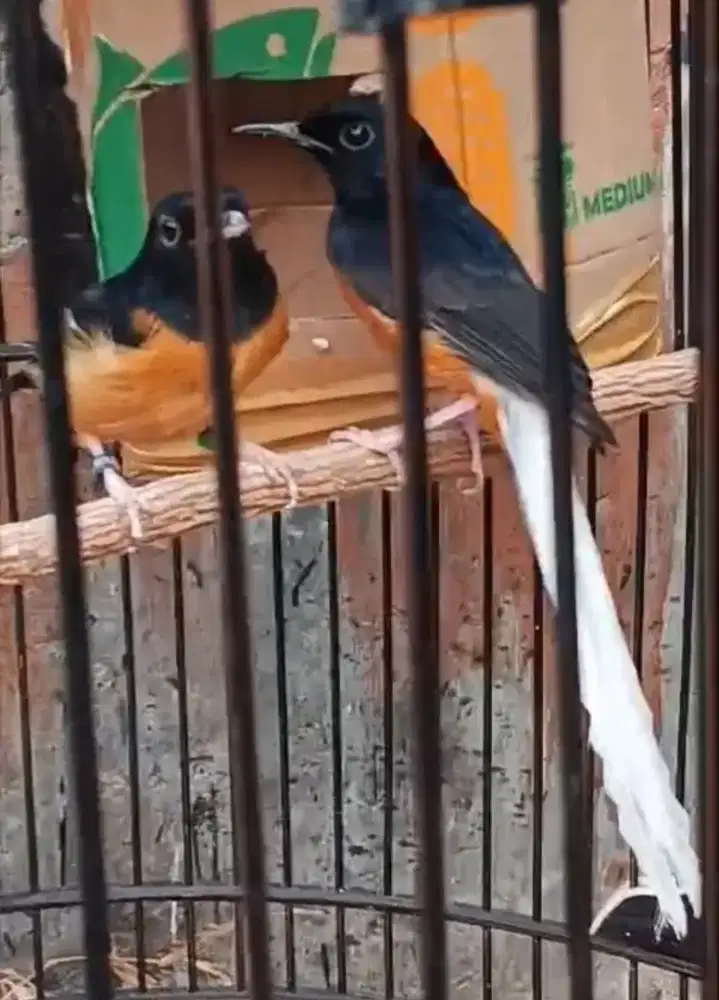 Murai blorok  Sepasang  trah pandA
