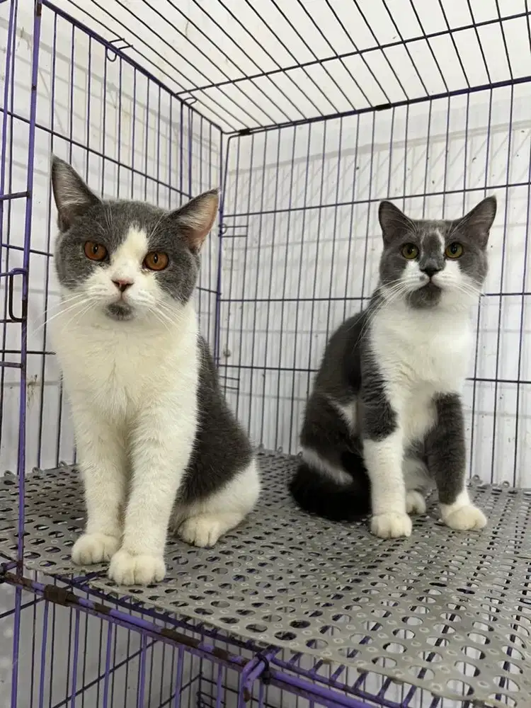 Kucing bsh sepasang