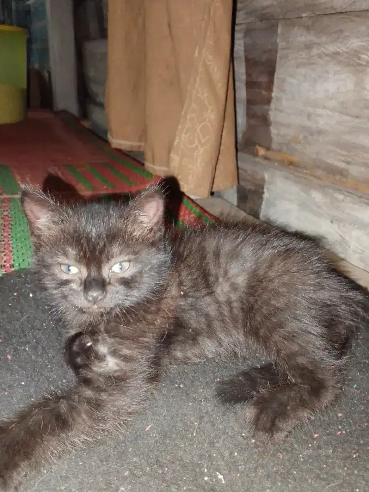 Kucing peliharaan anggora