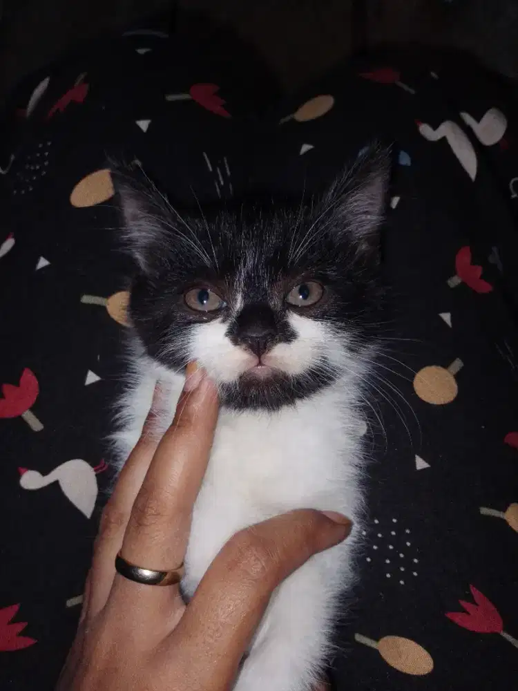 Kucing anggora cantik