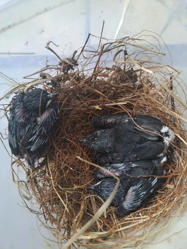 Anak burung murai batu Aceh.